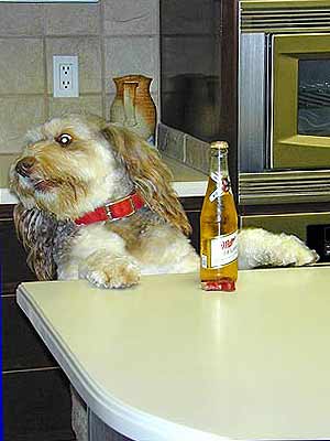 fluffy dog by a bottle of beer