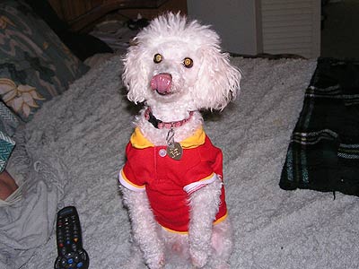 poodle sticking tongue out