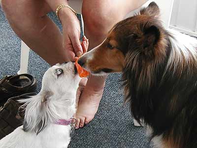 two dogs licking a popsicle