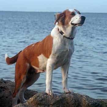 brittany spaniel lab mix brittany spaniel lab mix
