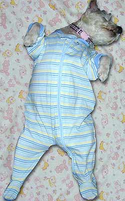 dog asleep in pajamas