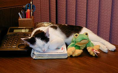 cat sleeping on office supplies