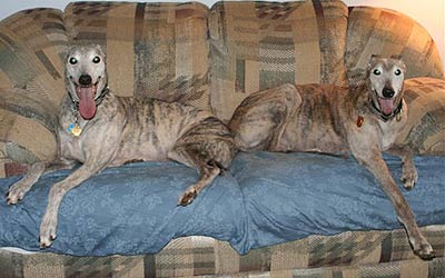 greyhounds monopolizing a couch