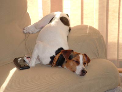 jack russell terrier