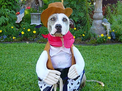 dog dressed as cowboy