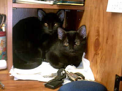 two black cats