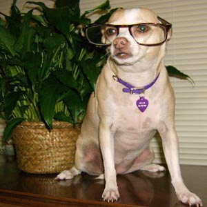 Dogs Wearing Glasses