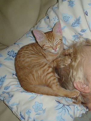 kitten