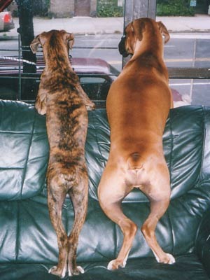 boxers looking out a window